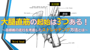 大腿直筋の起始は3つある！～各線維の走行を考慮したストレッチング方法とは～